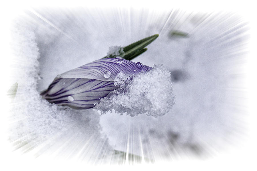Crocus Pushing Through Snow Photograph by Constantine Gregory
