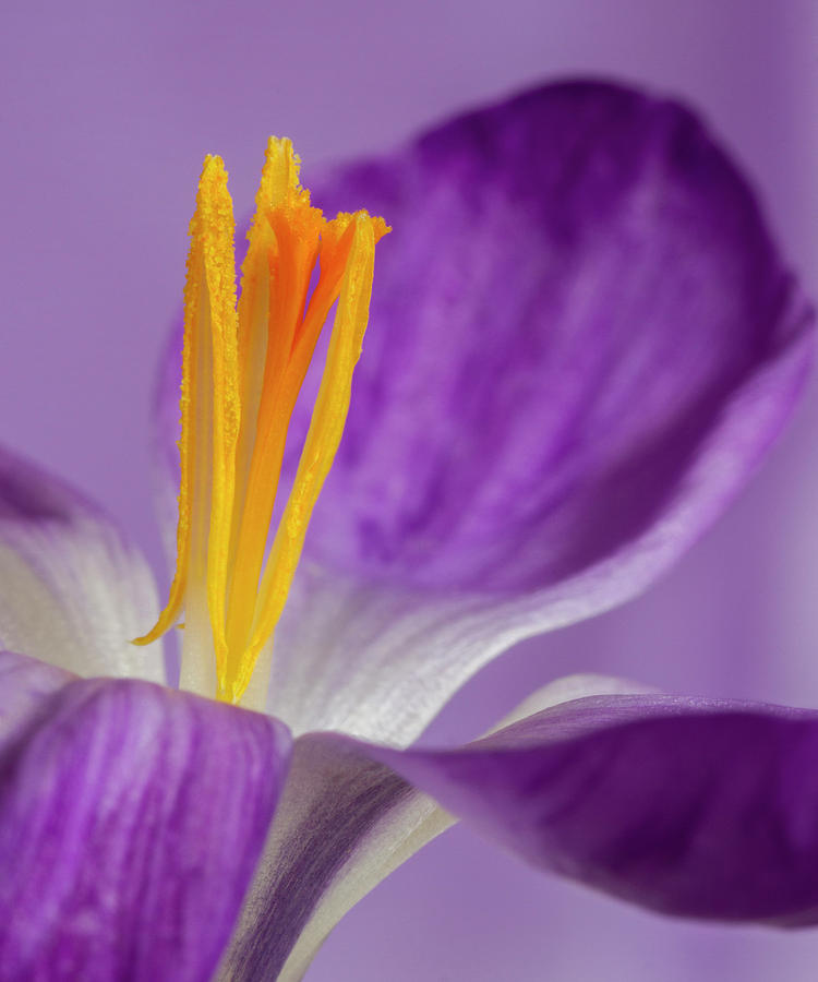 Crocus Stamens  Photograph by Diane Fifield