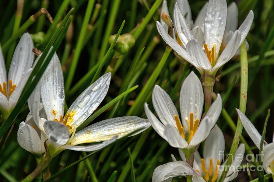 Crocus White Flowers Photograph by Diana Mary Sharpton