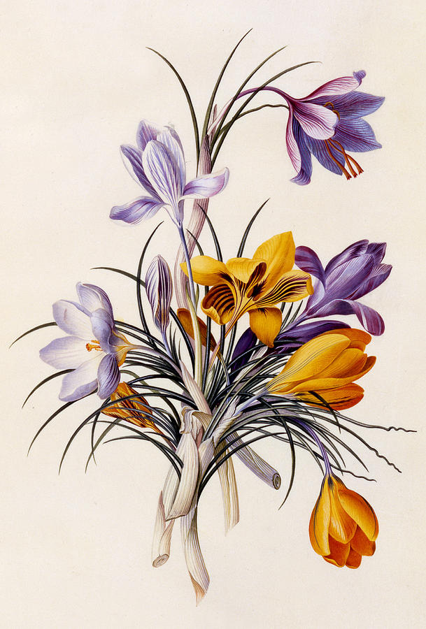 Ehret Painting - Crocuses by Georg Dionysius Ehret Ehret Painting - Crocuses by Georg Dionysius Ehret