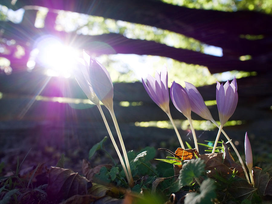 Crocuses in Shade and Light Photograph by Rachel Morrison