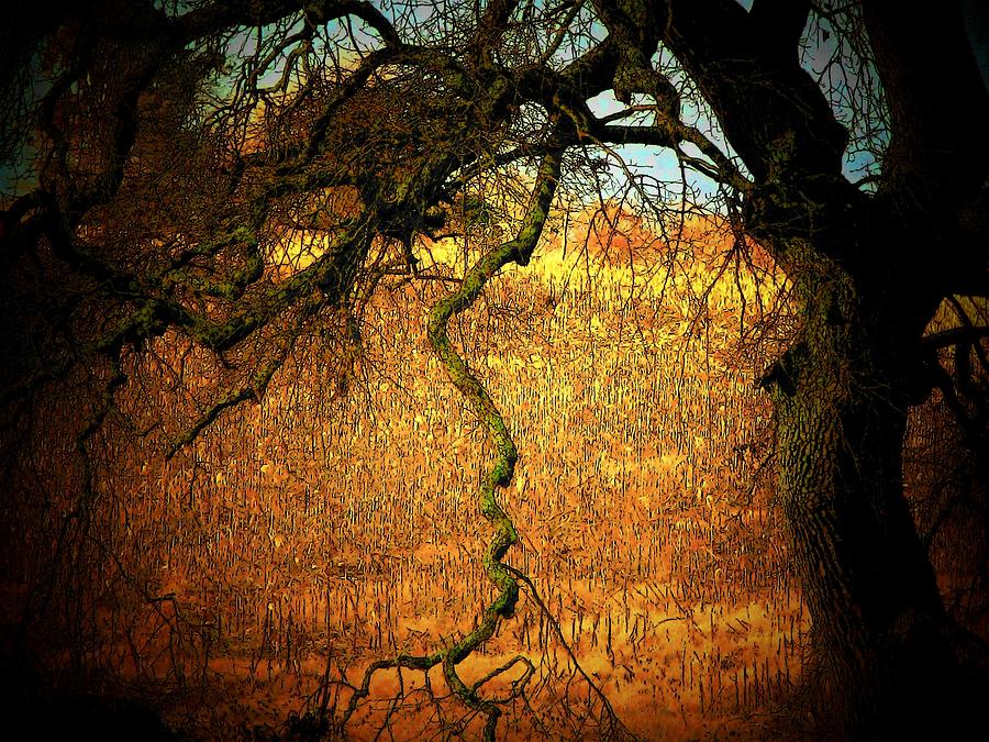 Crooked Branch Photograph by Joyce Kimble Smith