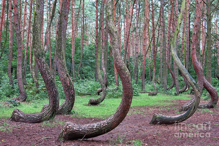 Crooked Forest Photograph by Teresa Zieba