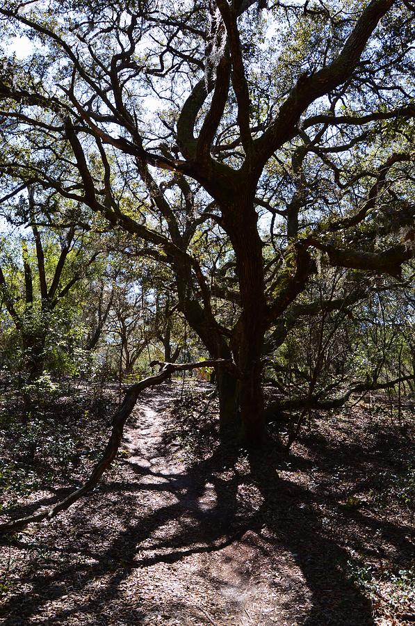 Crooked Limbs and Heavy Shadows Photograph by Warren Thompson