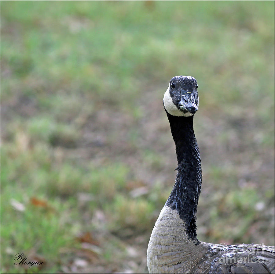 Crooked Neck Photograph by Rebecca Morgan - Fine Art America