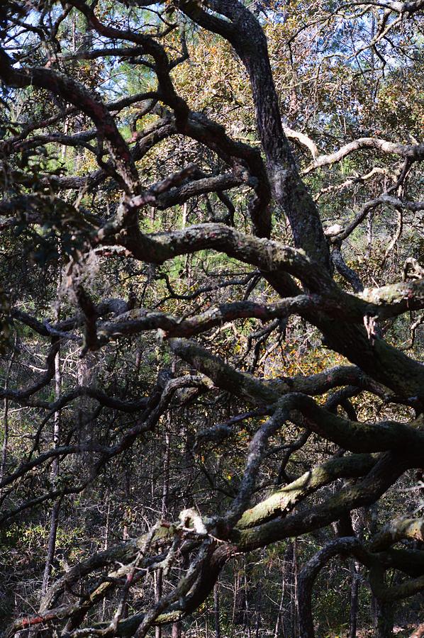 Crooked Oak Photograph by Warren Thompson