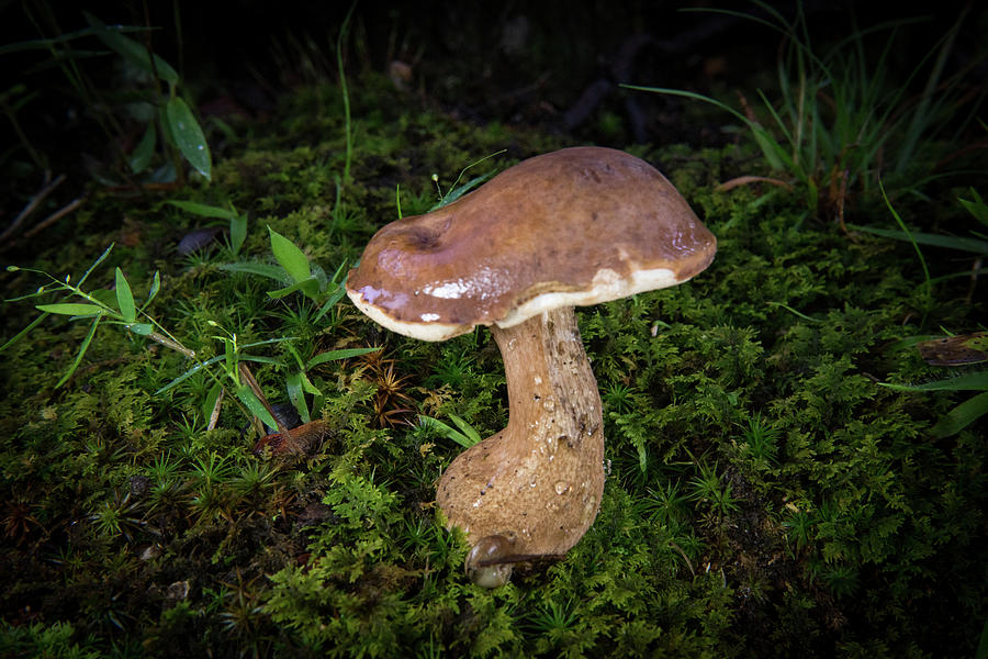 Crooked Stype Mushroom Photograph by Douglas Barnett
