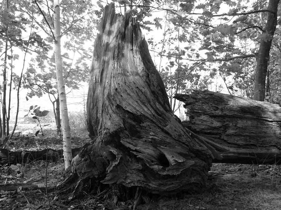 Crooked Timber Photograph by Richard Stanford