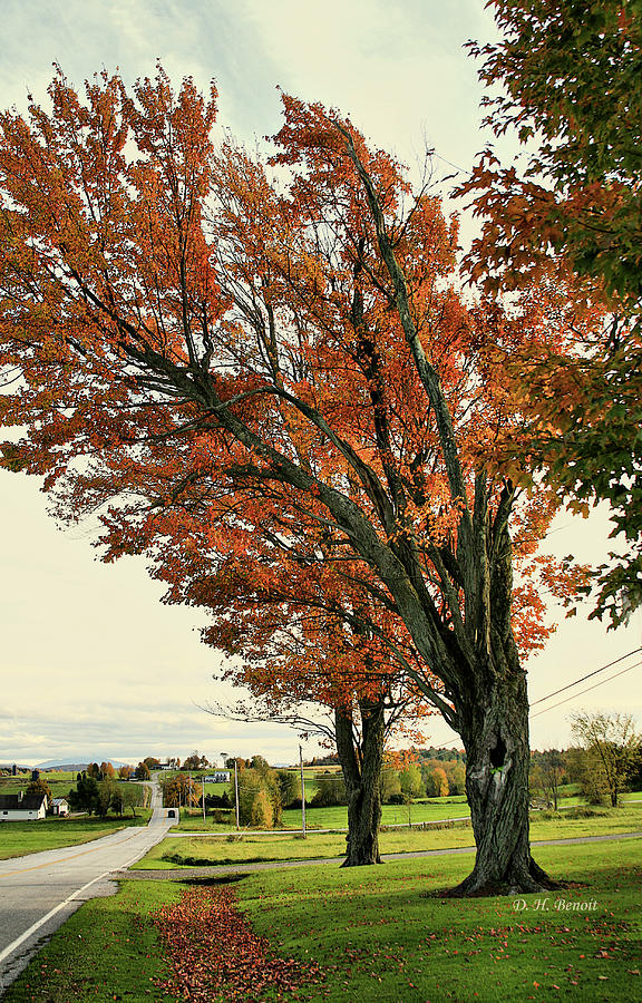 Crooked Tree Photograph by Deborah Benoit