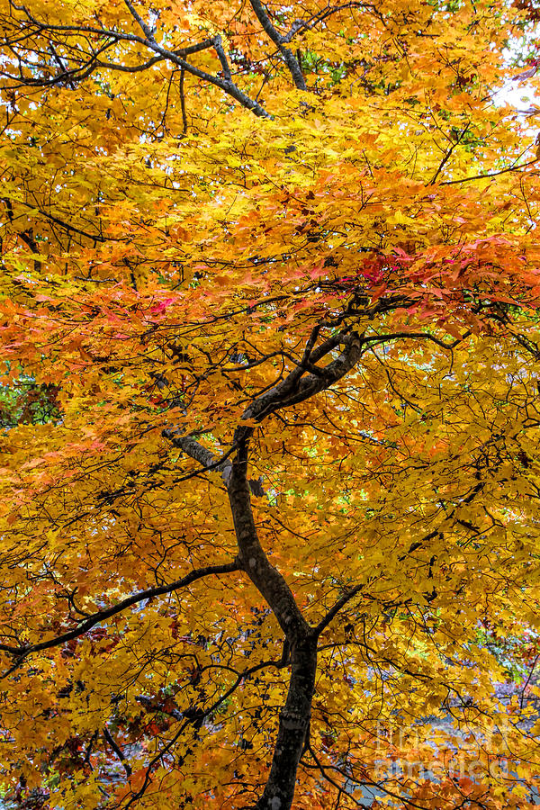Fall Photograph - Crooked Tree Trunk by Barbara Bowen