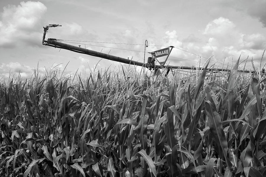 Crop of Corn Photograph by Scott Kingery