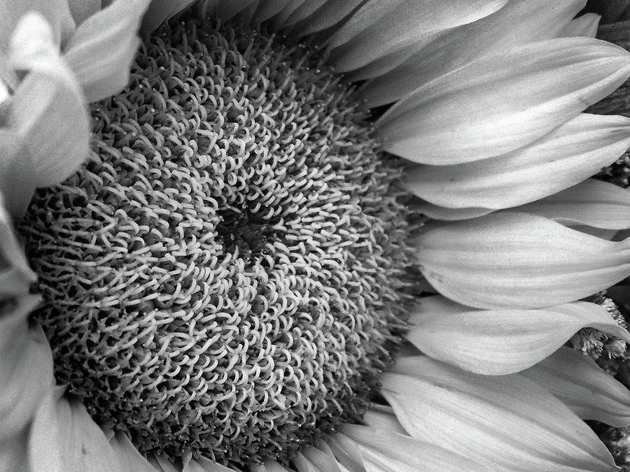 Cropped Sunflower B W Photograph by David T Wilkinson