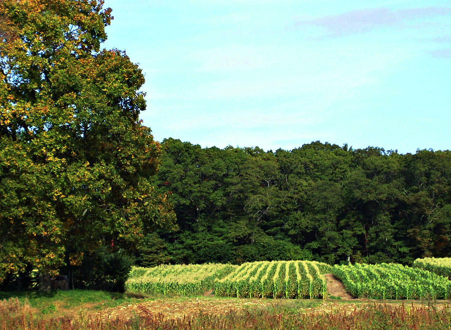 Crops in the Field Photograph by Mary Ann Weger