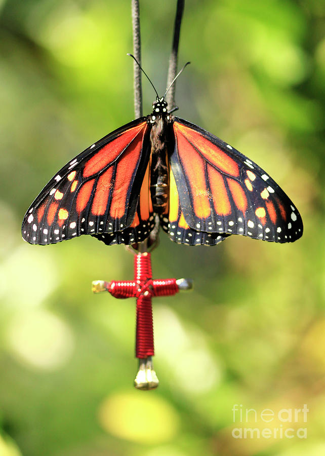 Cross and Monarch Butterfly Photo Photograph by Luana K Perez