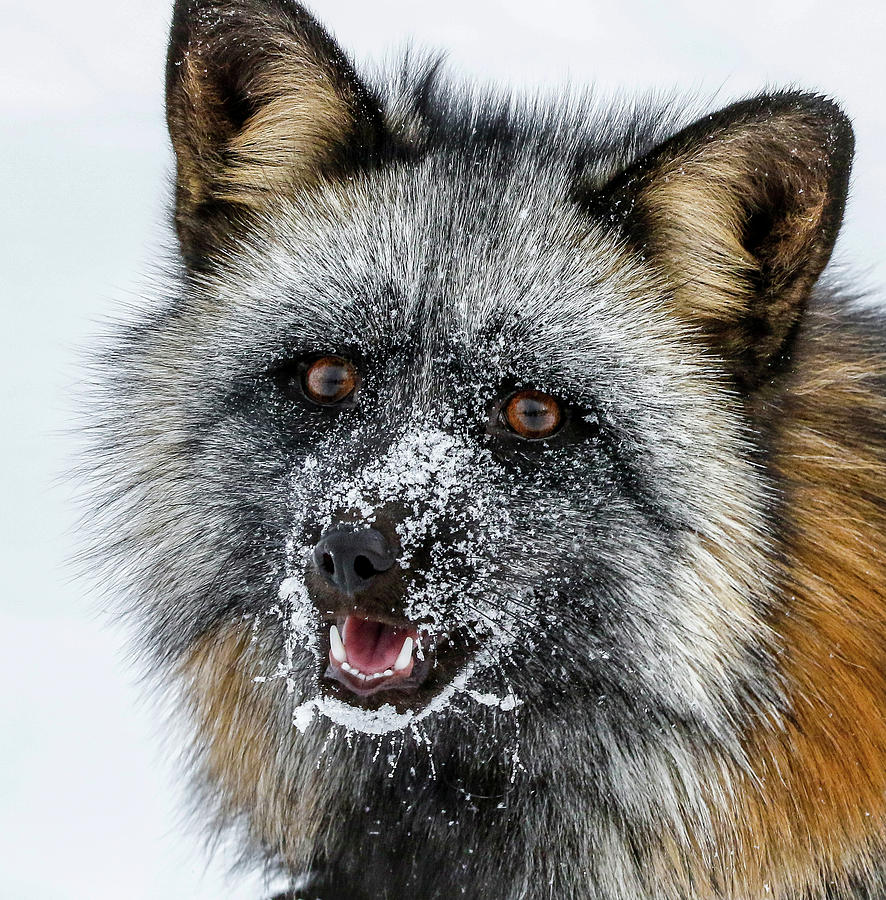 Cross Fox Raccoon Face Photograph by Athena Mckinzie