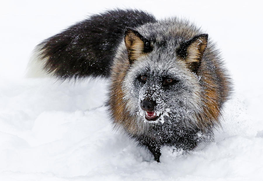 Cross Fox Snow Bound Photograph by Athena Mckinzie