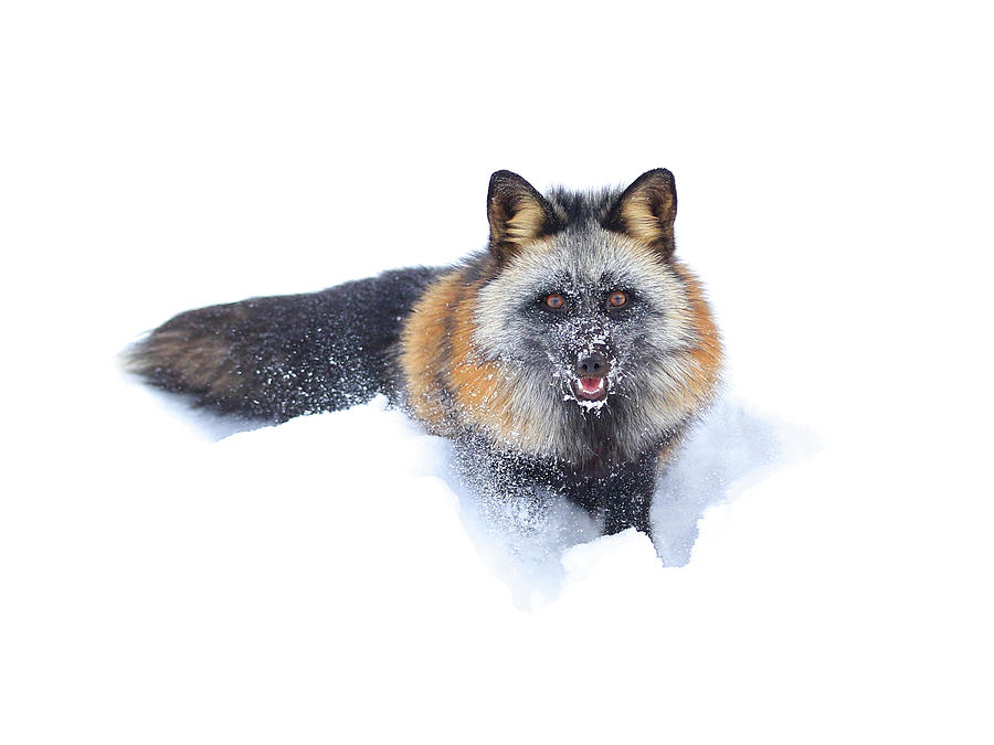 Cross Fox Winter Photograph by Steve McKinzie