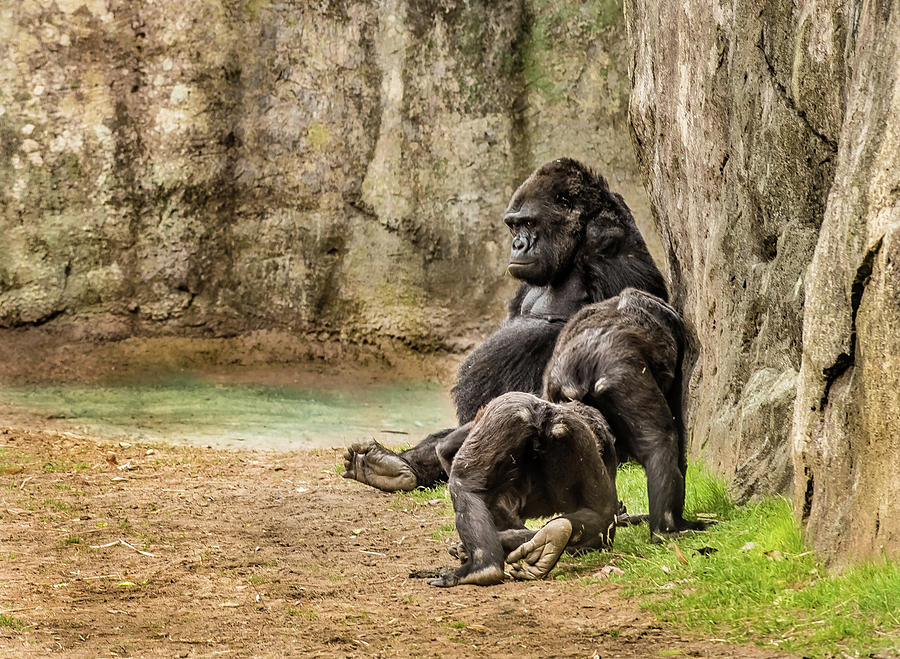 Cross River Pregnant Gorilla And Children Photograph by Cynthia Wolfe