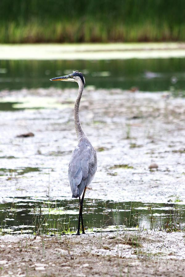 Heron Photograph - Cross Your Legs by Alyce Taylor
