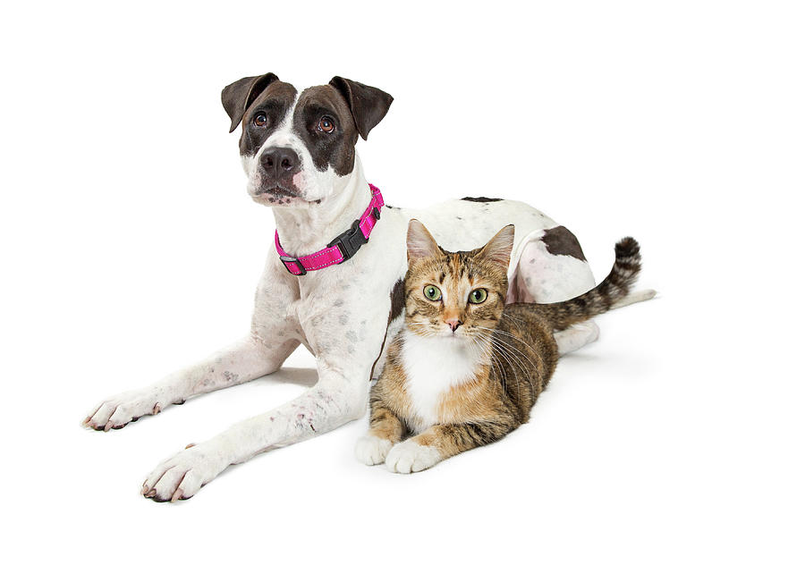 Crossbreed Dog and Tabby Cat Lying Down Together Photograph by Good Focused