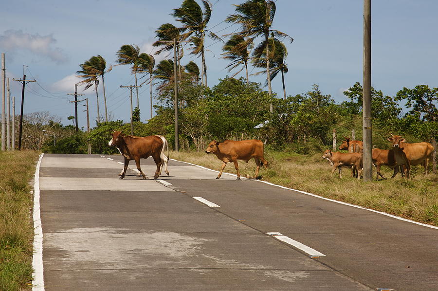 Crossing cattle.  Photograph by Christopher Rowlands