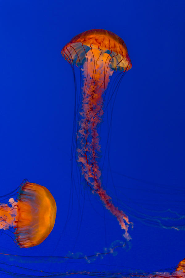 Crossing Pacific Sea Nettles 2 Photograph by Scott Campbell