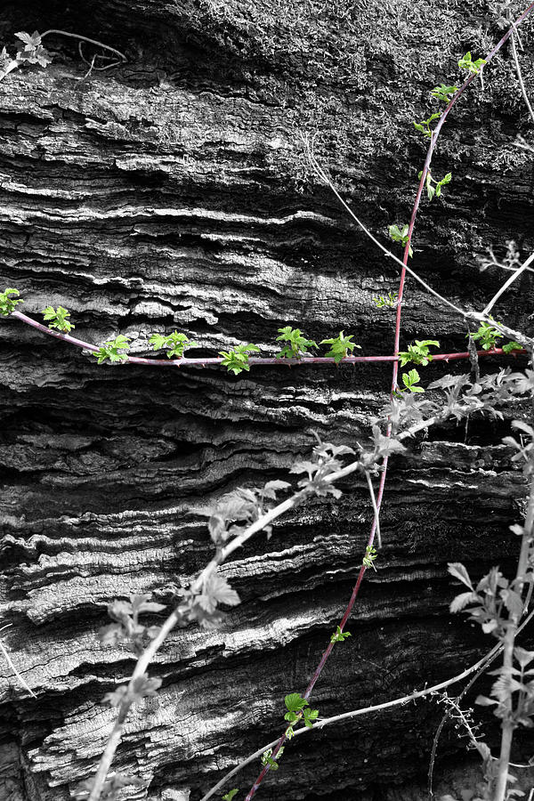 Vines Photograph - Crossing Paths by Dylan Punke Vines Photograph - Crossing Paths by Dylan Punke