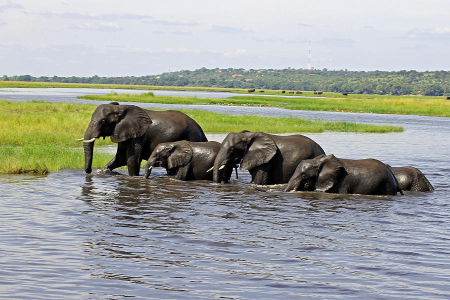 Crossing the River Chobe  Photograph by Tony Murtagh