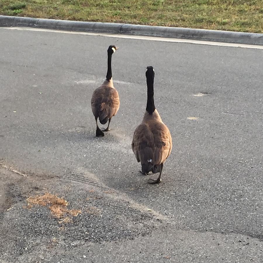 Geese Photograph - Crossing the street by Mary Little Big Eagle