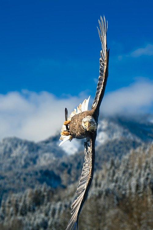 Eagle Photograph - Crosswind Eagle by Andy Bucaille