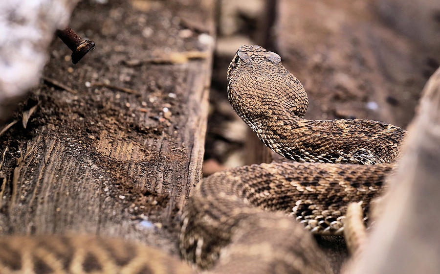 Crotalus Atrox Photograph by JC Findley