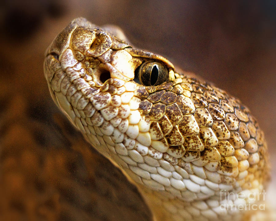 Rattlesnake Photograph by White Stork Gallery - Fine Art America