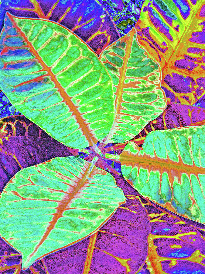 Croton Digital Art - Croton - Light Green by Kerri Ligatich
