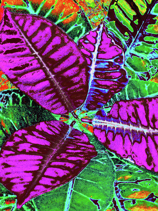 Tropical Digital Art - Croton - Purple by Kerri Ligatich