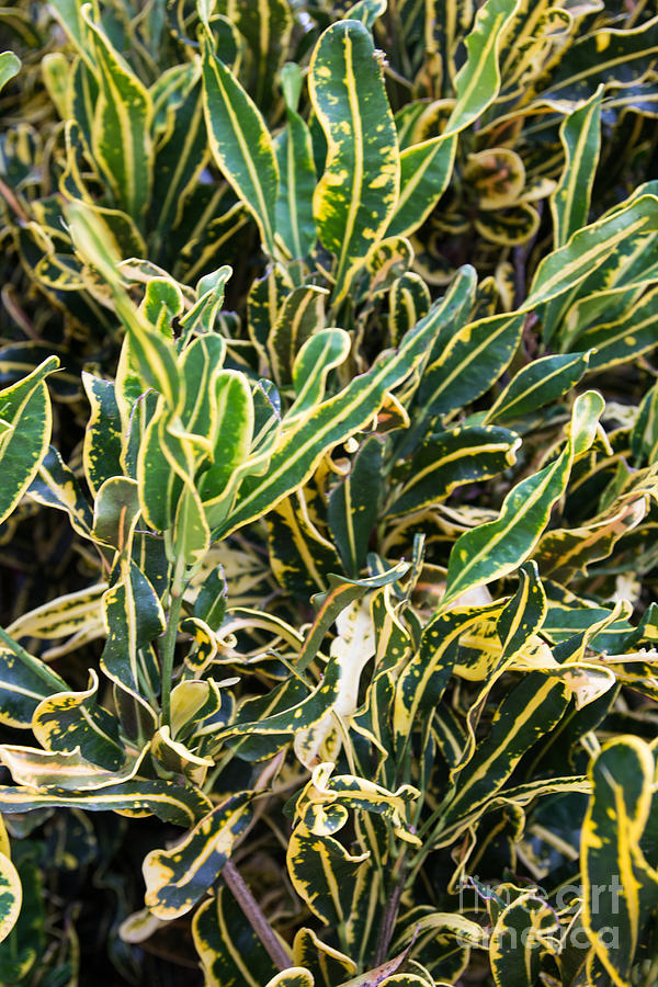 Croton Artistry Photograph by Suzanne Luft