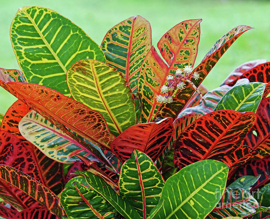 Colorful Croton Bloom Leafscape Photograph by Larry Nieland