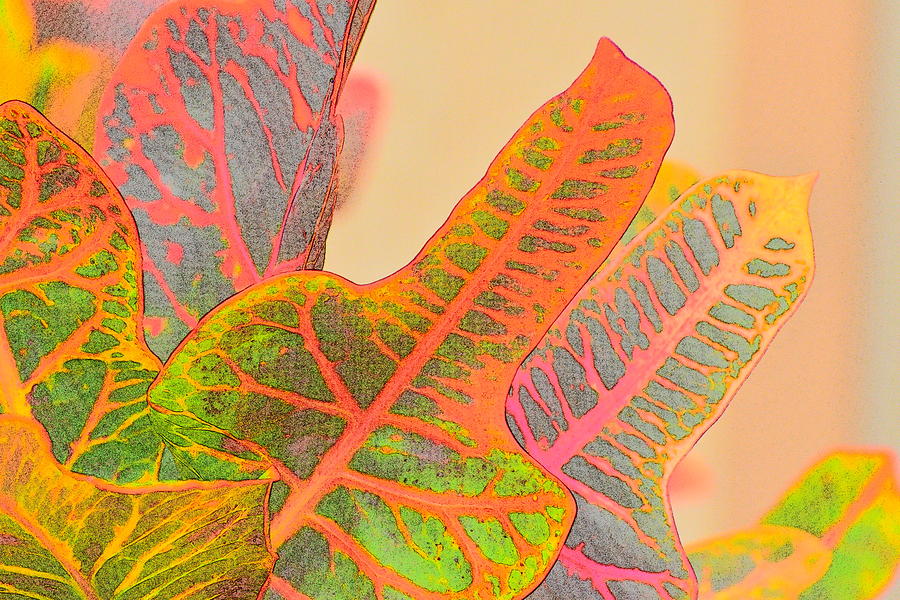 Croton Leaves III Bright Digital Art by Linda Brody