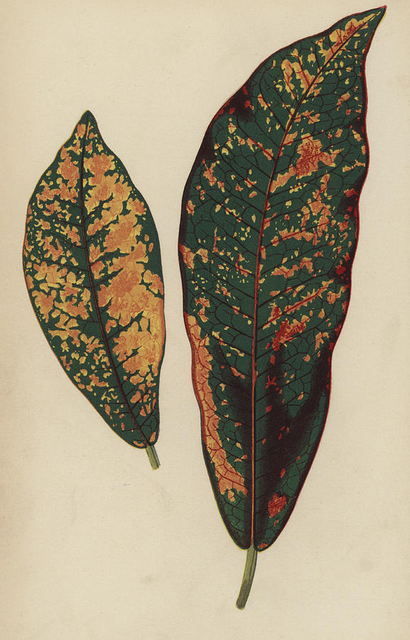 Croton Pictum Painting by English School - Fine Art America