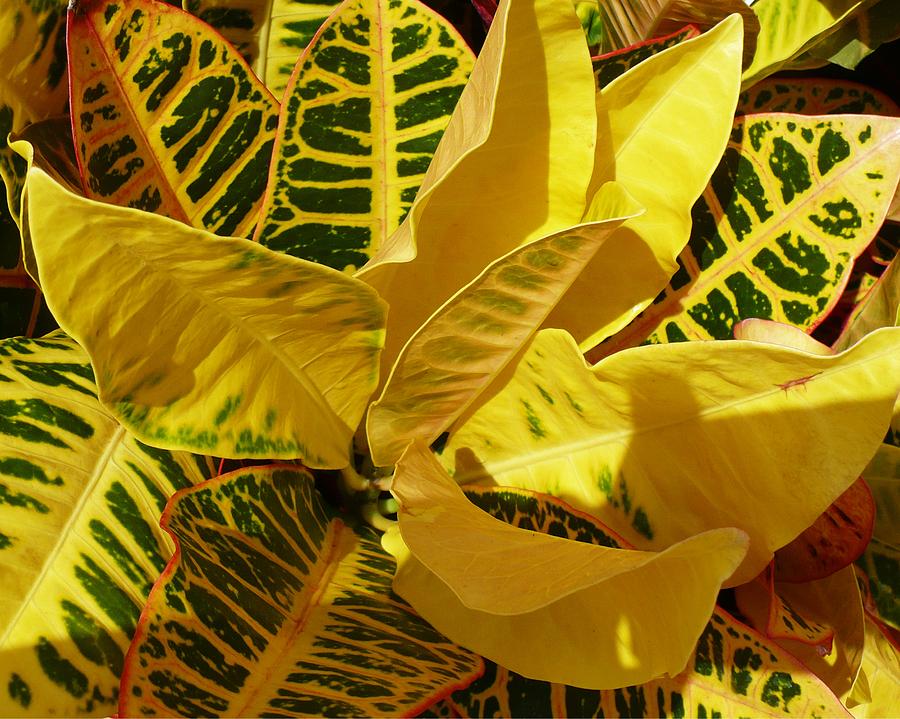 Croton Plant Photograph by Florene Welebny