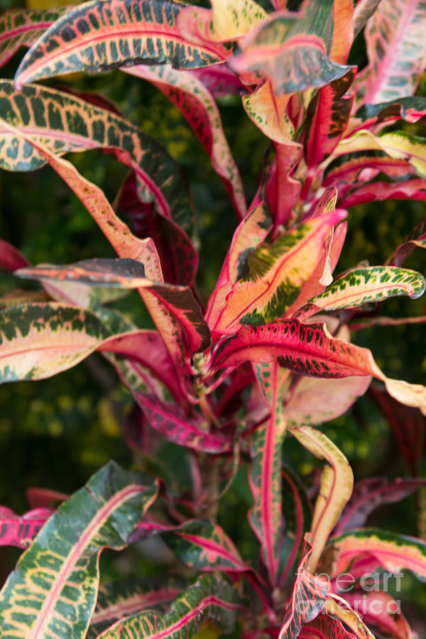 Croton Plant Photograph by Suzanne Luft