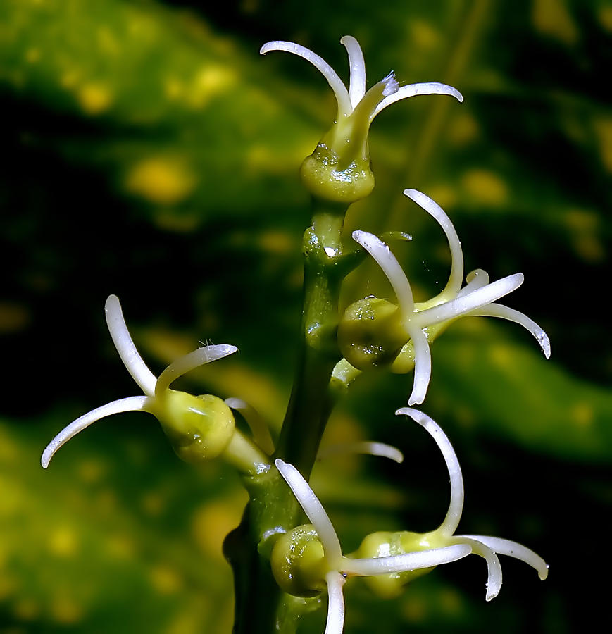 Croton Tender White Flowers Painting