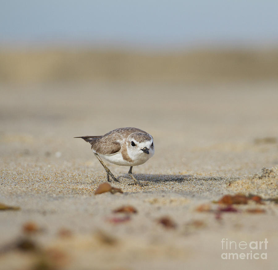 Crouched plover  Photograph by Ruth Jolly
