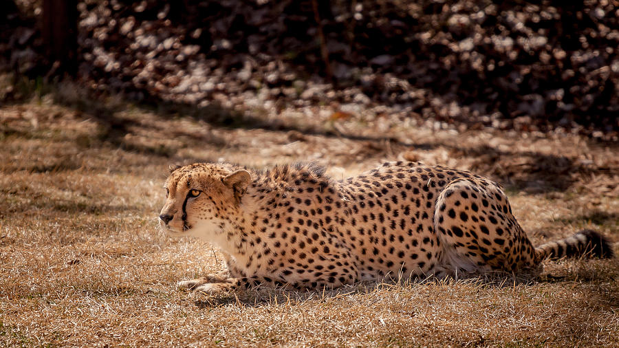 Cheetah Photograph - Crouching Cheetah by Keith Allen