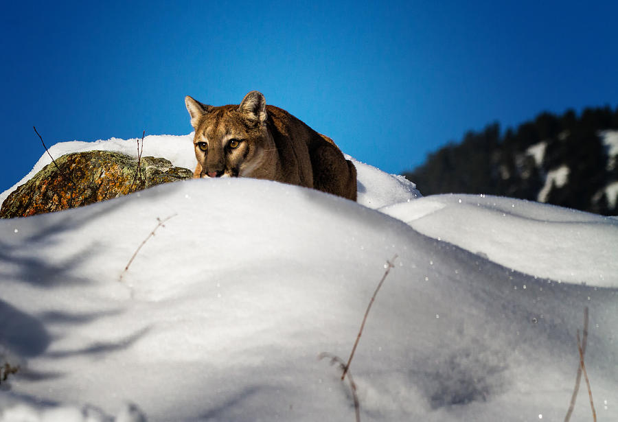 Crouching Mountain Lion Photograph by Janet Ballard - Fine Art America