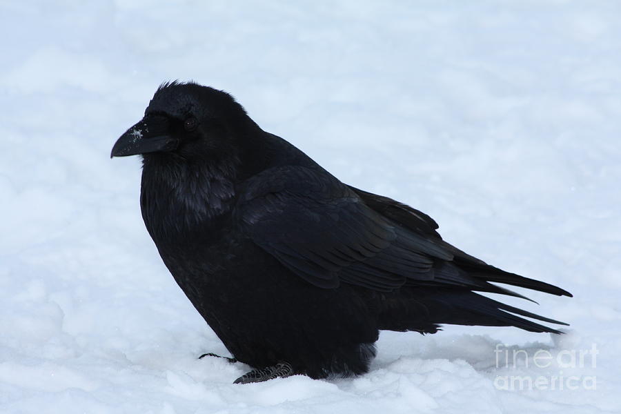 Crouching Raven  Photograph by Alyce Taylor