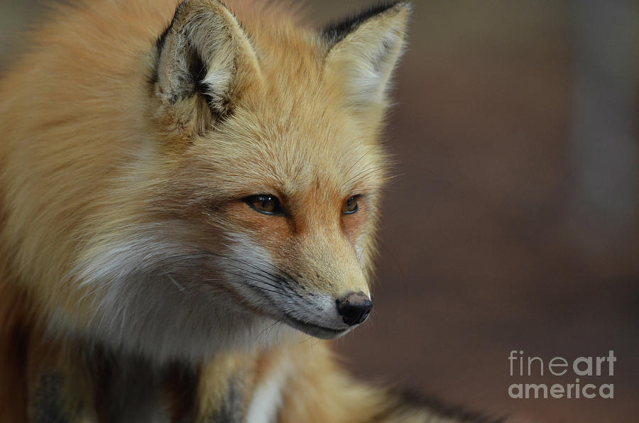 Crouching Red Fox Photograph by DejaVu Designs - Fine Art America