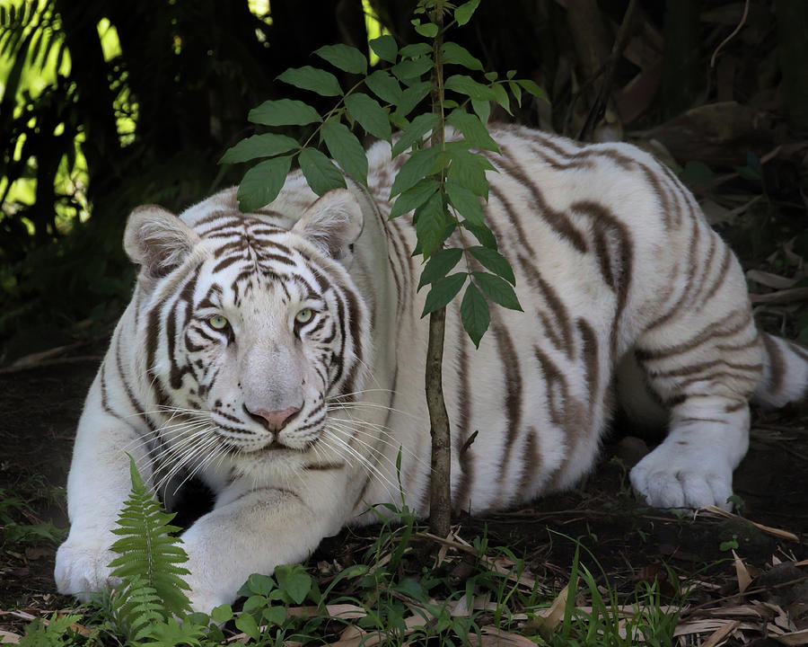 Crouching Tiger Photograph by Susan Rissi Tregoning