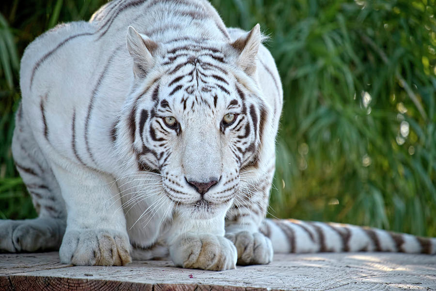 Wildlife Photograph - Crouching White Tiger by Lucinda Walter