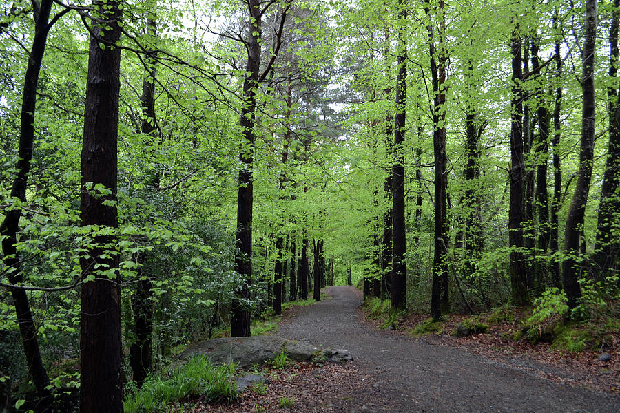 Crough Wood, Comeragh Mountains Waterford Ireland  .jpg Photograph by Terence Davis