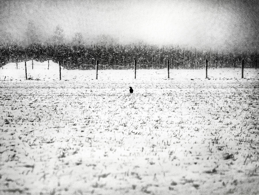 Crow and snow Photograph by Jaroslav Buna